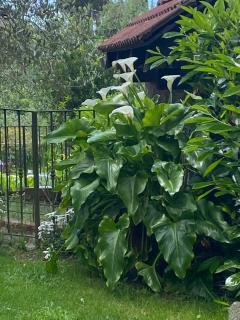 Ca d Andrea - Bagnone - 8