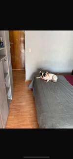 Departamento con Perro - Mar del Plata - 6