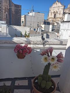 Casa Vacanza LA ROSA - Martina Franca - 6