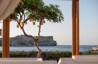 Golden Shellseaside - Ligaria - 9