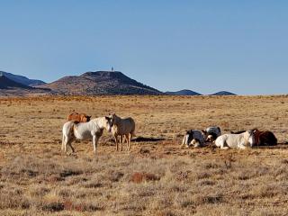 Windnill Ranch - Chino Valley - 3