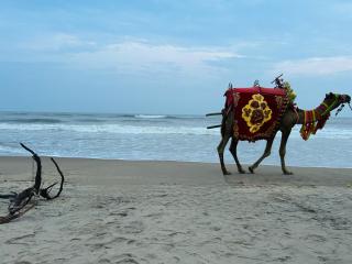 PRINNGEL BOUTIQUE INNs - Puri - 2