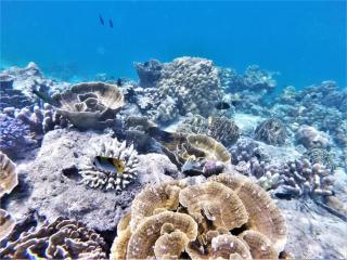 Pulau banyak, Bangkaru island - - 5