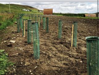 Scalloway Caravan Park - 5