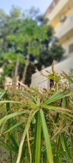 Senmut Luxory Rooms - 3