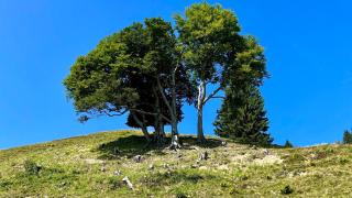 Landhaus Thanner - 1