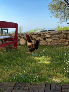 Shkolla Hostel & Camping - Vuno - 8