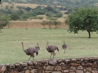 Klipspringer Lodge - 2