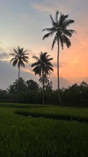 Rice Field inn - Lombok - Tetebatu - 5