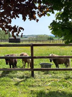 Le petit paddock - Villeneuve-lès-Cerfs - 0