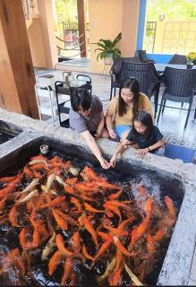 Koi Empire Bed and Breakfast - Santa Rosa - 9