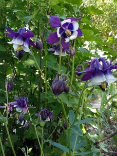 Le jardin d'Orion - Verdun-sur-Meuse - 1