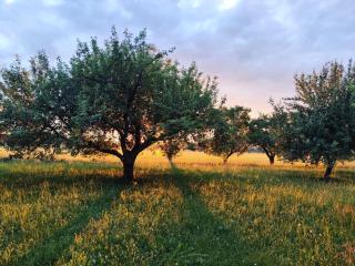 Apartmán U Sadu - 2