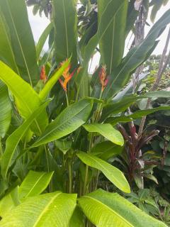 Seaside House and Aloha Bungalow - Pahoa - 6