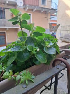 Nel cuore del Borgo - Cambiasca - 4