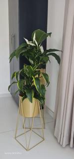 צימר ארומה בגולן - 1