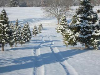 Rural life on a real Christmas tree farm! Hallmark experience! - Ozark - 6