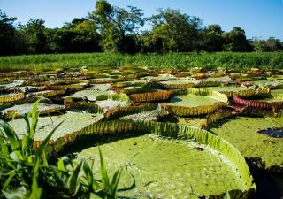 Amazon Caribbean Alter do Chão - 8