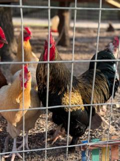 Savannah's Meadow - 8