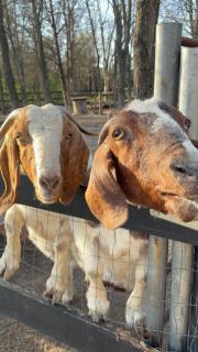 Savannah's Meadow - 6