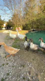 Savannah's Meadow - 4