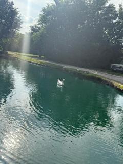 Savannah's Meadow - 1