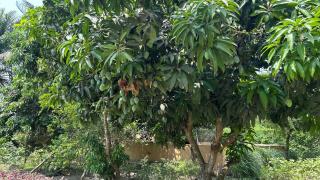 Jagriti Dham - - 4