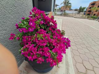 Sunny beach suites - Cabo San Lucas - 2