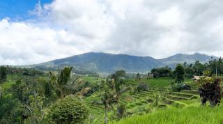 Metta Cabin Rice Terrace Jatiluwih Babahan Bali - Angsri - 8