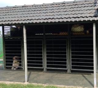 Coorg Countryside 1BHK - Kushālnagar - 1