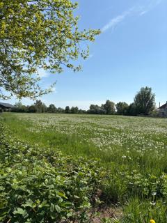 B&B de Plattelandshoeve - Rhenen - 6