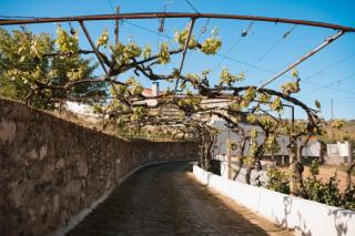 Quinta das Ychós - Mirandela - 3