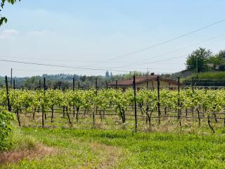 La Casa di Lina - Bardolino - 5