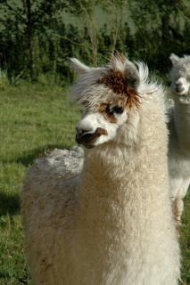 Alpaca Lodge - Coleraine - 3