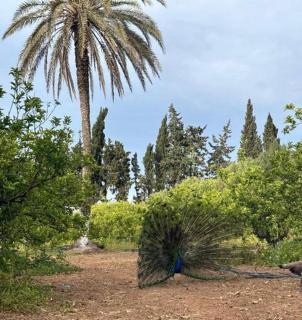 Dar louzir à Tazarka - 6