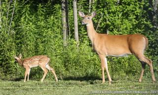 Strawberry Hill Camps - Hartwick - 3