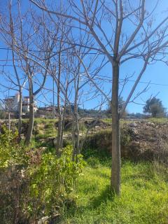 Featured House Furnished Independent for Rent - Ajloun - 4