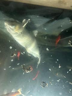 l'aquarium - Brignoles - 5