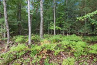 Luxury cottage in Interlochen forest - Interlochen - 8