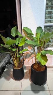 Miss Kay Homestay - Kampong Jelatang - 4