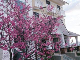Thanh Loan II Da Lat Hotel - Ấp Xuân An - 8