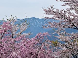 Hana No Paradise - Nasu - 1