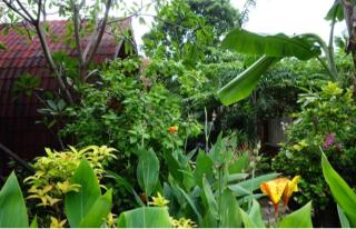 Banana Leaf Bungalow - Gili Trawangan - 2