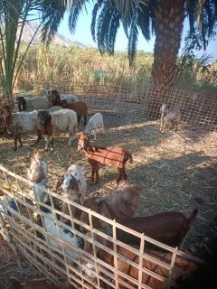 Isis farm house - Al Aqālitah - 0