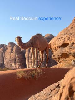 Wild of Wadi Rum - Wadi Rum - 8