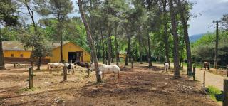 MOBILHOME PREMIUM 3CH 6PERS - Nans-les-Pins - 9