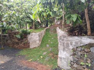 The Tree House - Vythiri - 1
