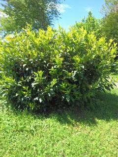 Le Mont Poupet au domaine de Tara - 1