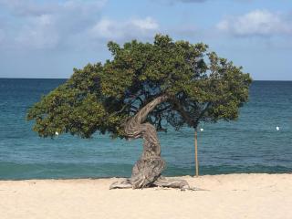 Caribbean Breeze-4 bedroom 4 ensuite bathrooms - Oranjestad - 7