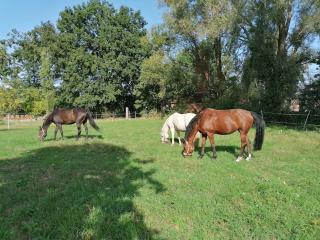 Ferienwohnung auf dem Lande - Wrestedt - 6